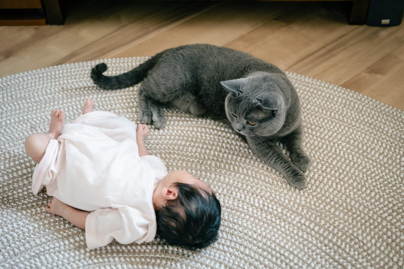 ラグの上で向かい合う赤ちゃんと灰色の猫