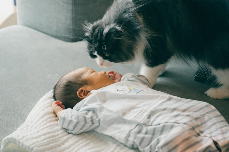 白いタオルの上で眠る水色のストライプの服を着た赤ちゃんの匂いを嗅ぐ白黒模様の猫