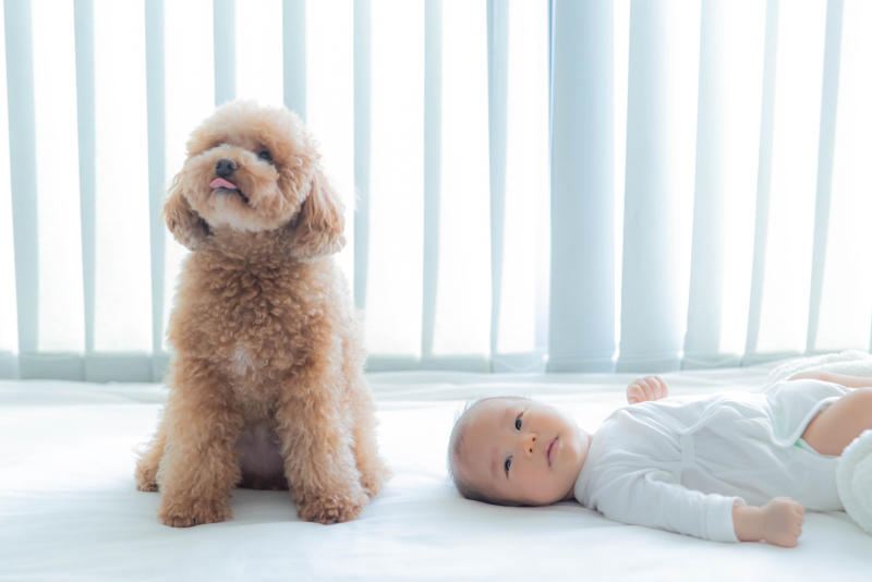 白い服を着て寝転んでいる赤ちゃんと隣で座る犬の目線が斜め上を向いている様子